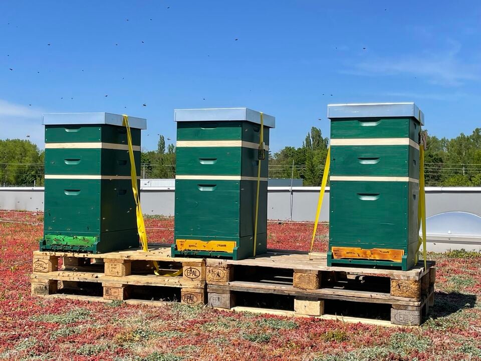 Three green beehives standing side by side