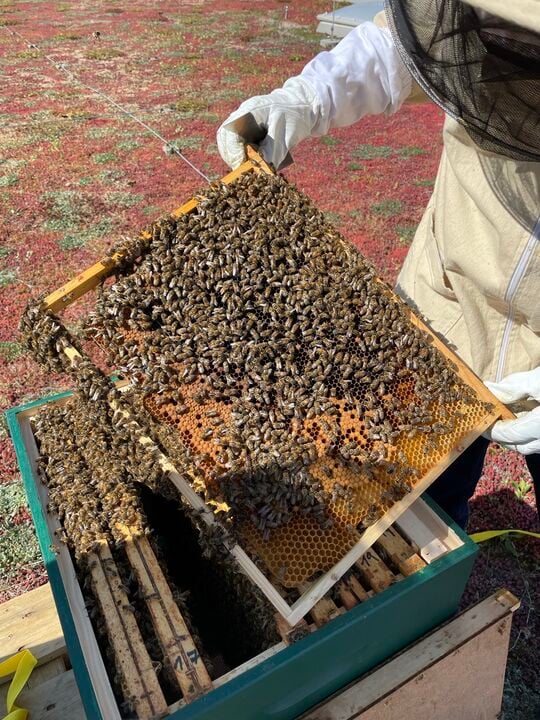 A man removing a honeycomb frame