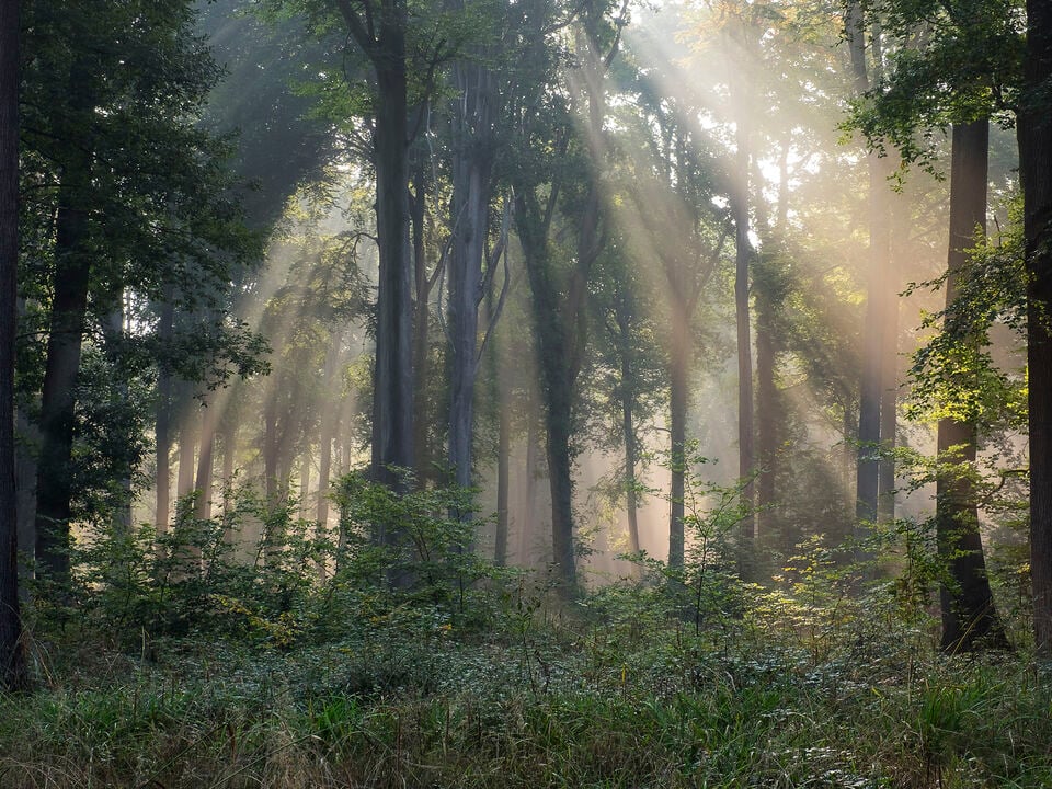 Sunlight streaming through trees in a forest.