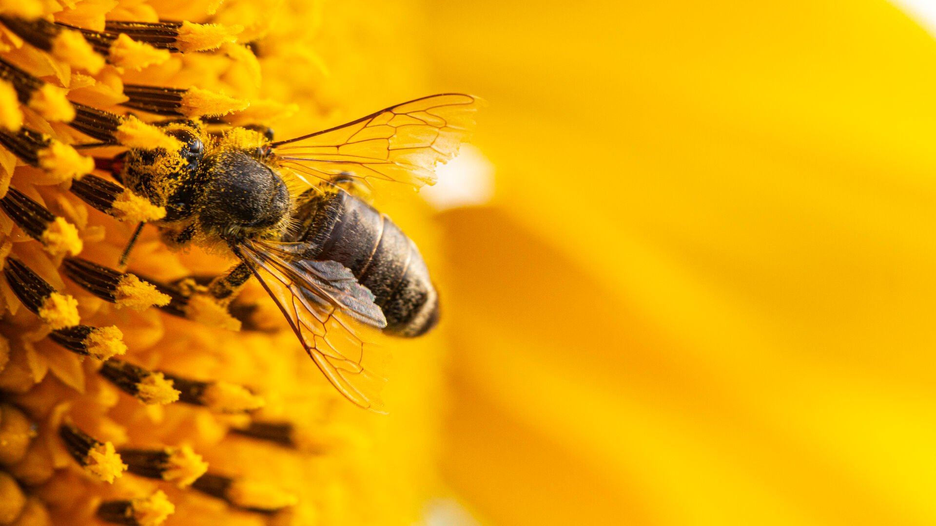 https://www.freepik.com/premium-photo/bee-yellow-pollen-collects-sunflower-nectar_9217390.htm#page=1&query=bee&position=16