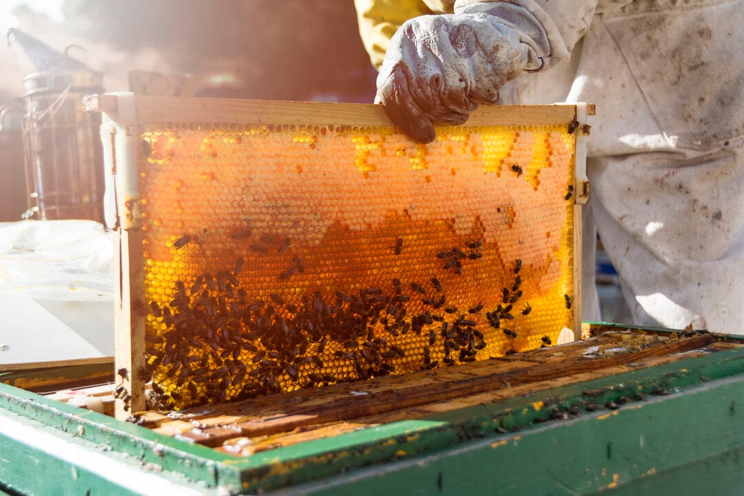 A man removing a honeycomb frame